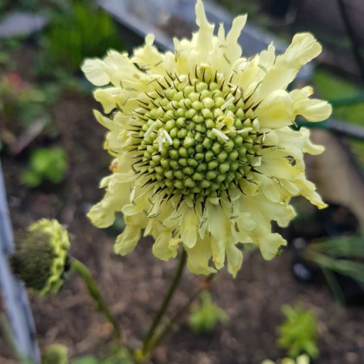 Plant image Cephalaria gigantea syn. Cephalaria caucasica ; Cephalaria tatarica