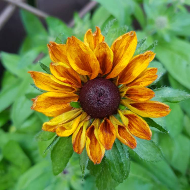 Plant image Rudbeckia hirta 'Rustic Dwarf Mix'