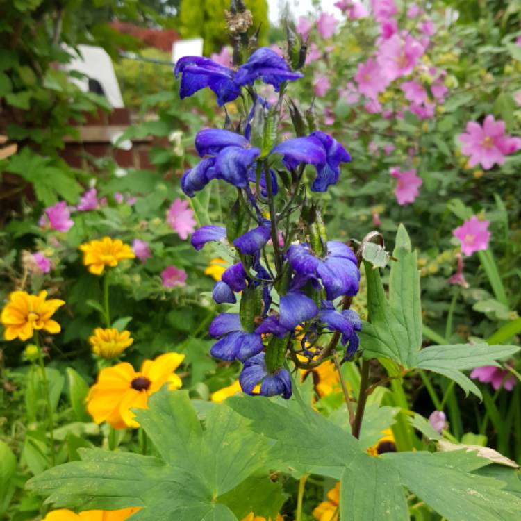 Plant image Delphinium 'Blue Tit'