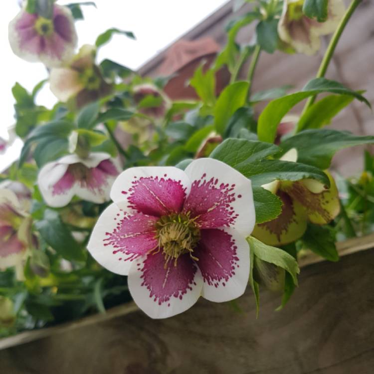 Plant image Helleborus x hybridus 'White Lady Spotted' (Lady Series)