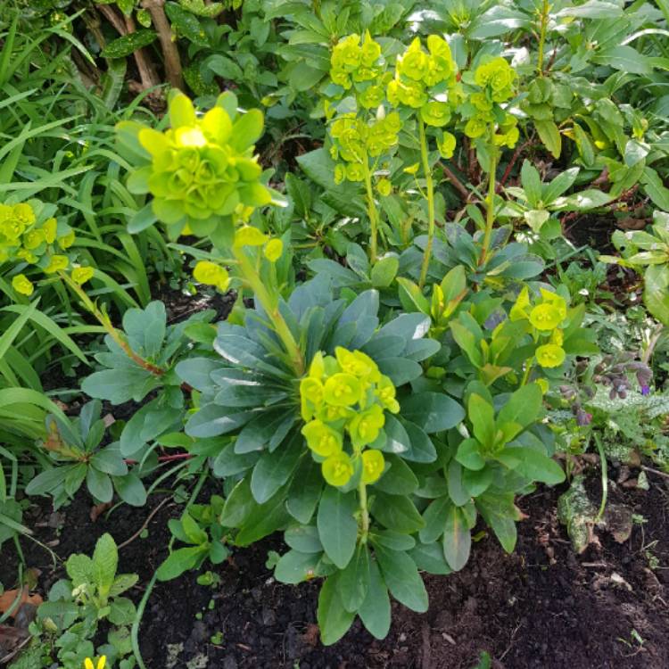 Plant image Euphorbia amygdaloides