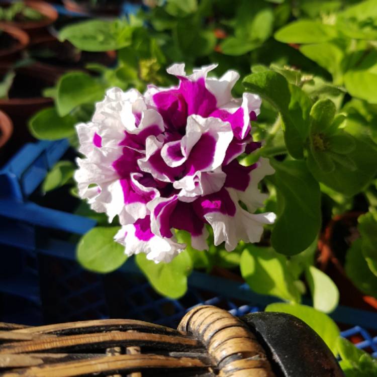 plant image 1275437