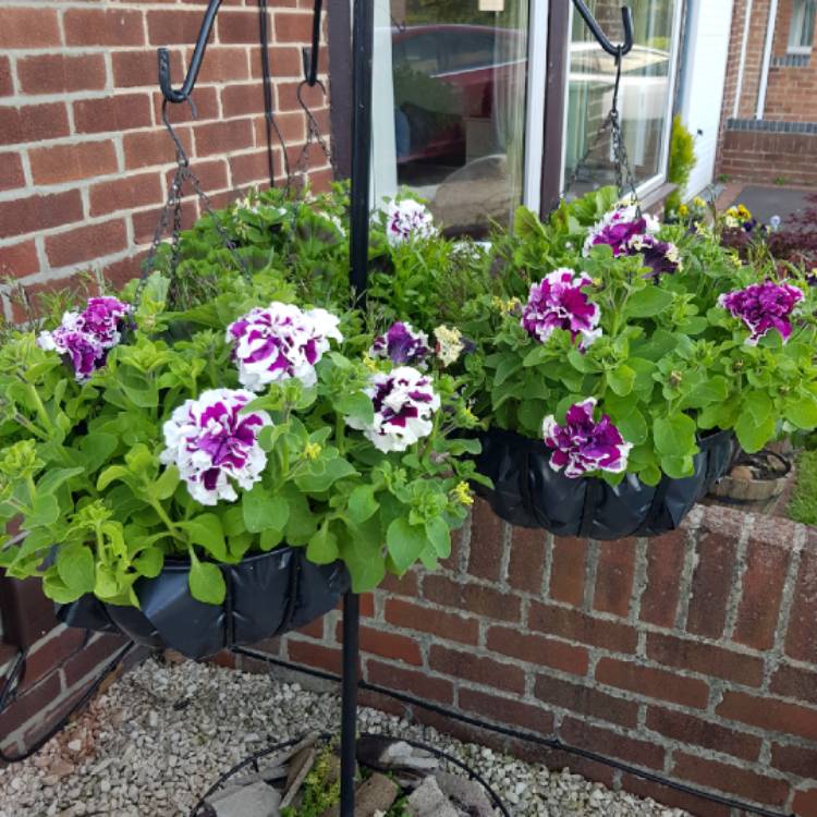 Plant image Petunia 'Purple Pirouette'