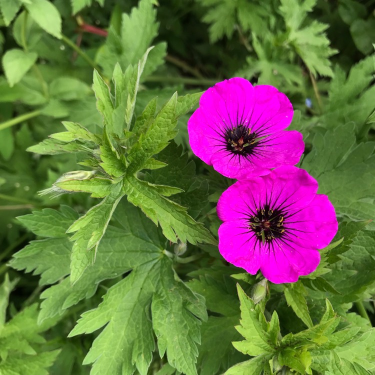 plant image 1494195