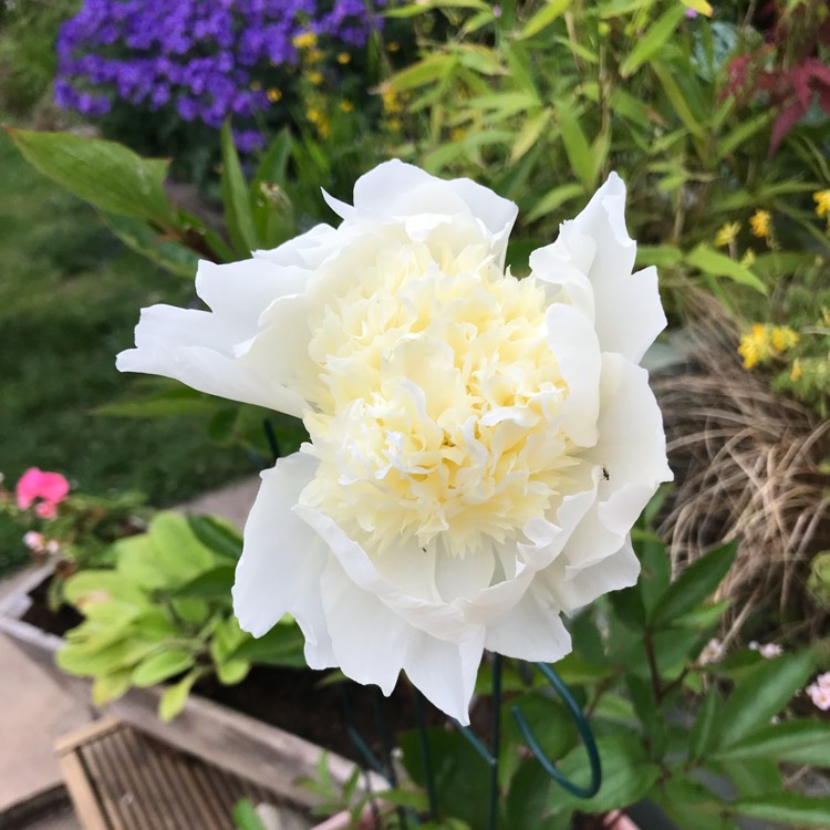 plant image 1499024