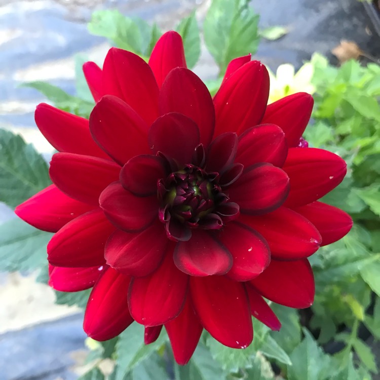 Plant image Dahlia 'Arnhem'