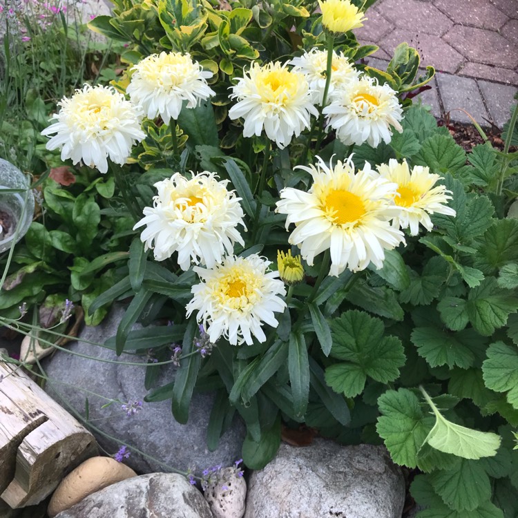 Plant image Leucanthemum x superbum 'Luna'