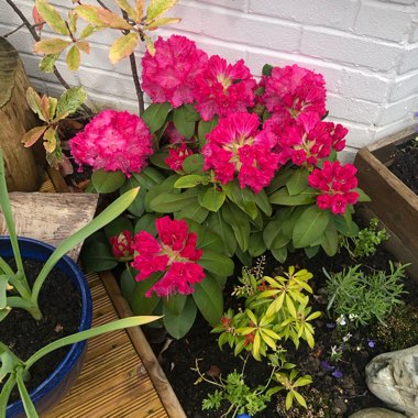 Rhododendron