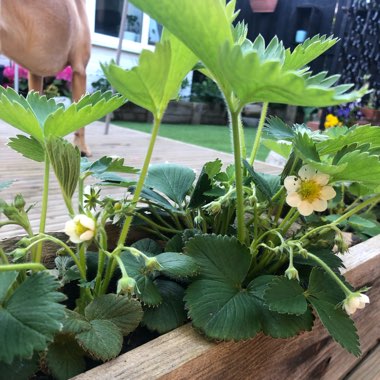 Strawberry 'Cambridge Favourite'