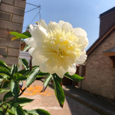 Peony