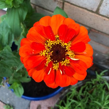Zinnia 'Profusion Orange'