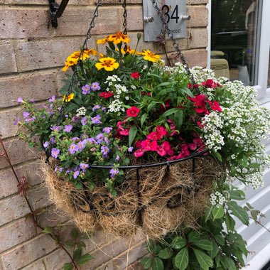 Caroline's garden
