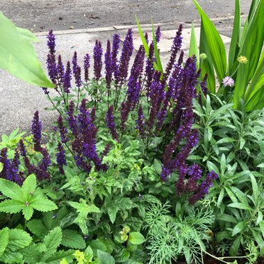 Caroline's garden