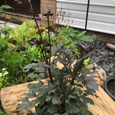 Caroline's garden
