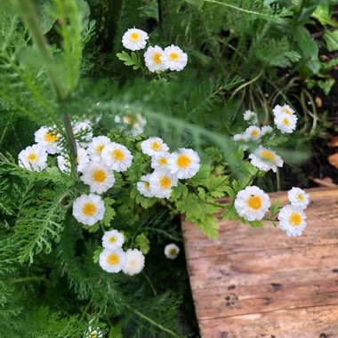 Feverfew 'Flore Pleno'