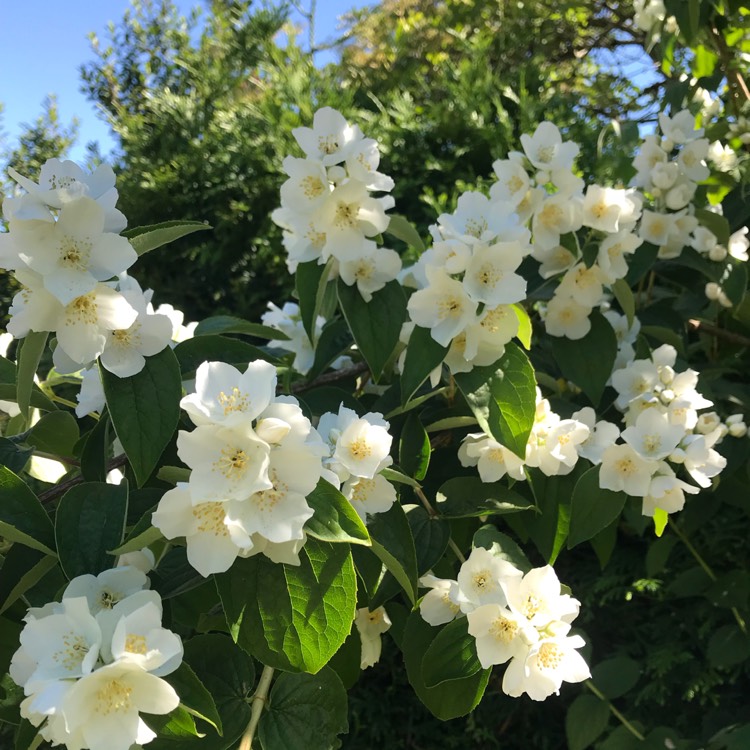 plant image 772762
