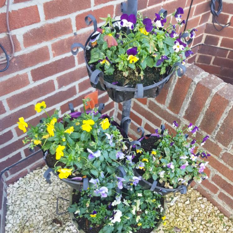 Plant image Viola cornuta 'Sorbet® XP Deep Orange'