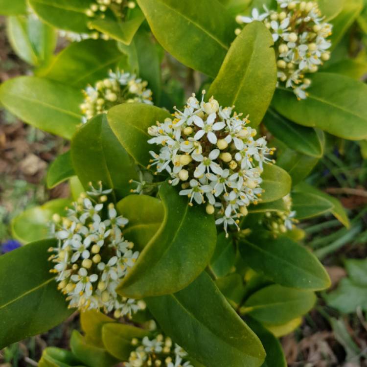 Plant image Skimmia japonica 'Attraction'