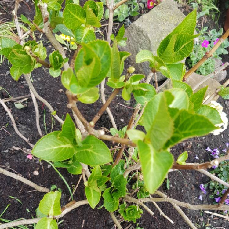 plant image 974489