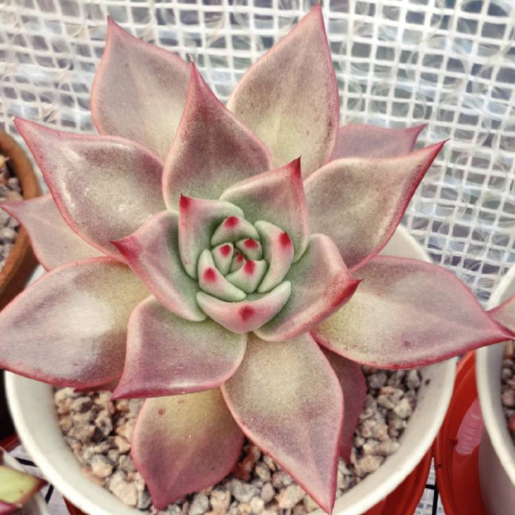 Plant image Echeveria Agavoides Romeo