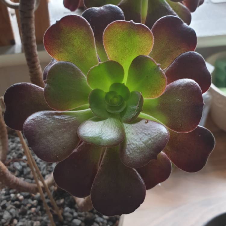 Plant image Aeonium 'Velour'