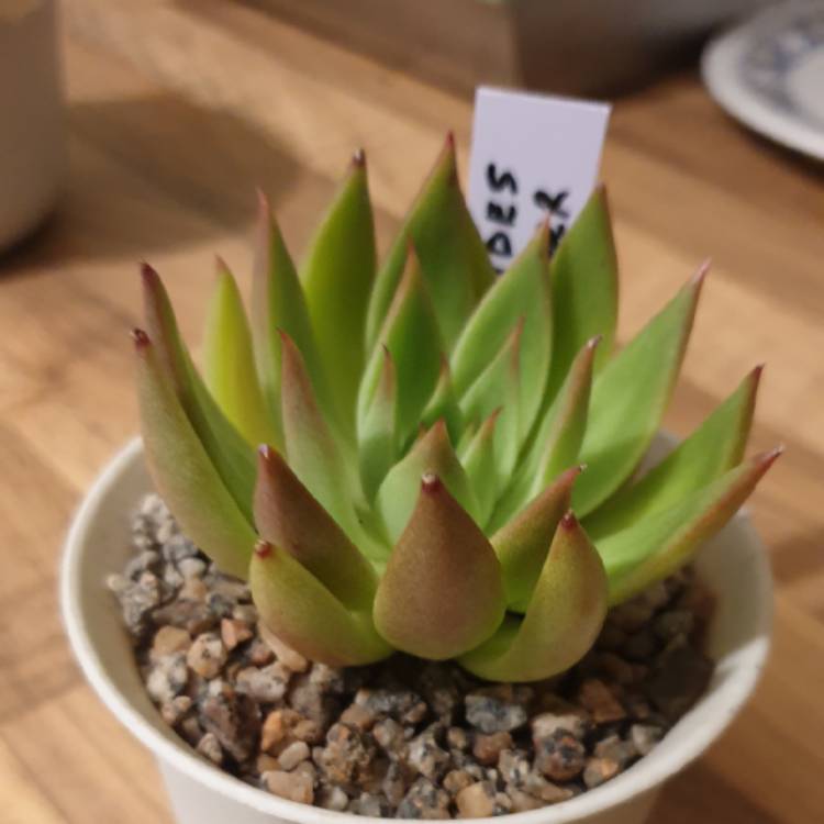 plant image 1176874