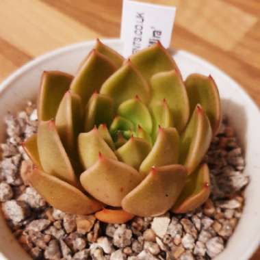 Echeveria 'Mira'