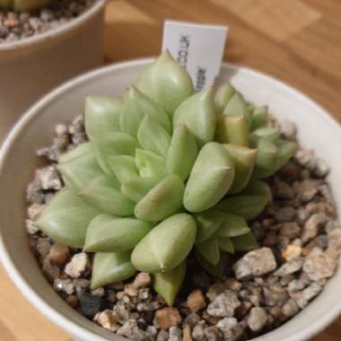 Echeveria 'J.C. Van Keppel'