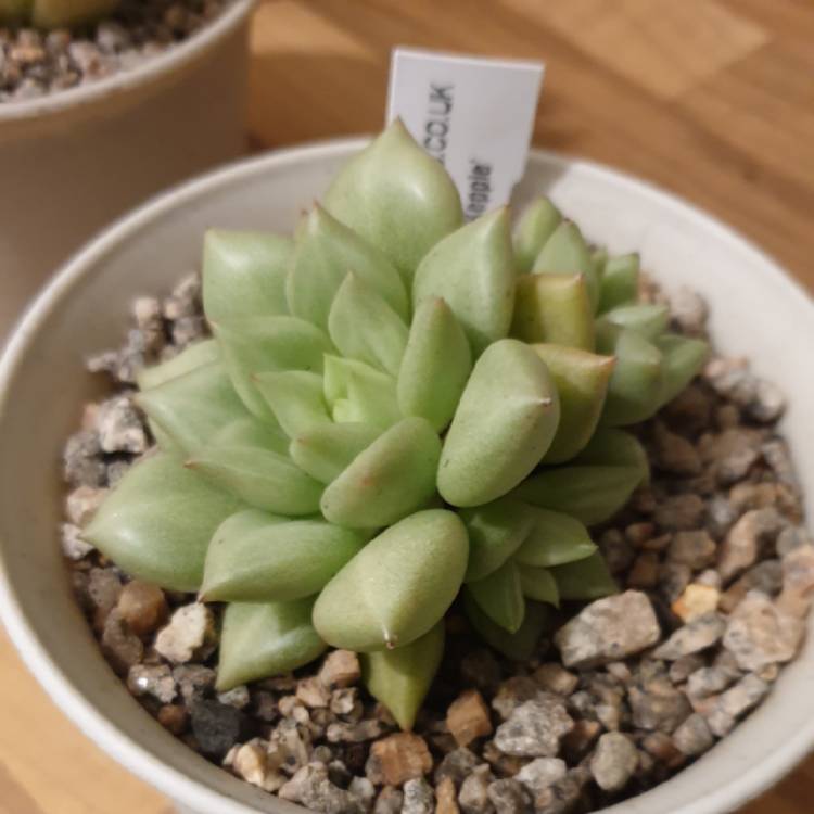 Plant image Echeveria J.C. Van Keppel