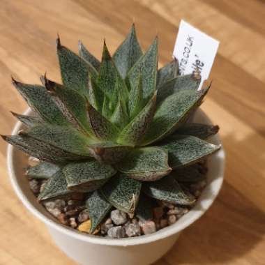 cazz47's plant