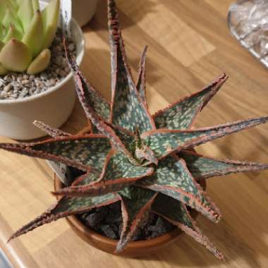 cazz47's plant