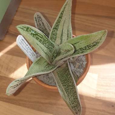 cazz47's plant