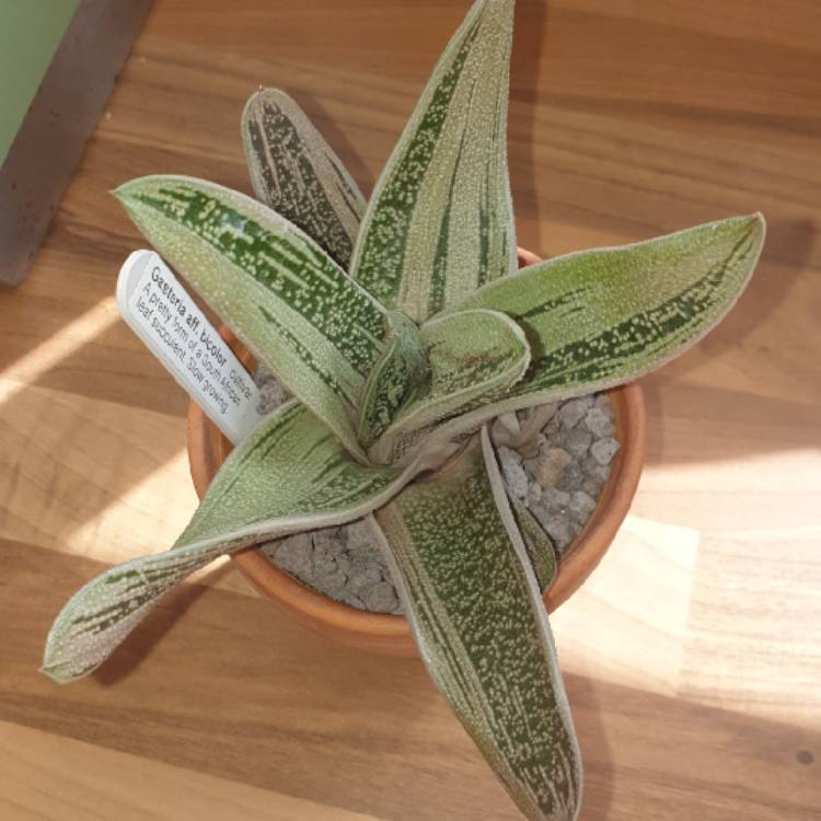 plant image 1177569