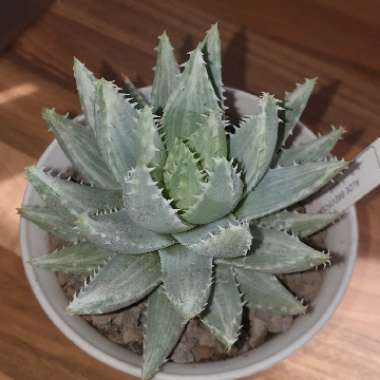 cazz47's plant