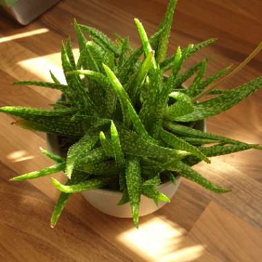cazz47's plant