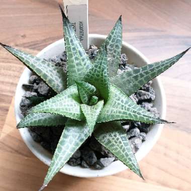cazz47's plant