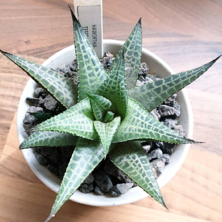 plant image 1177575