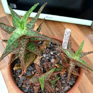 cazz47's plant