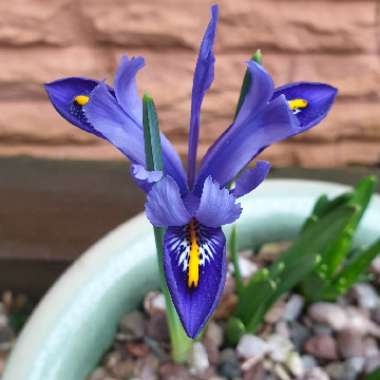 Caroline's garden