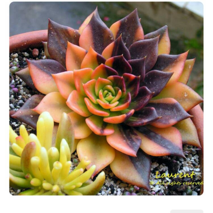 Plant image Echeveria Black Prince Variegata