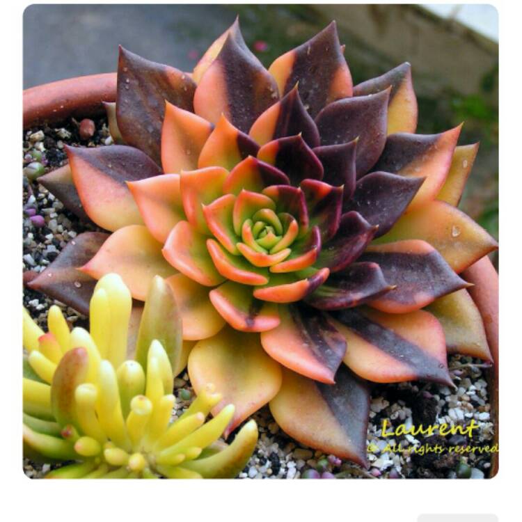 ECHEVERIA 'Black Prince' – Rancho Tissue