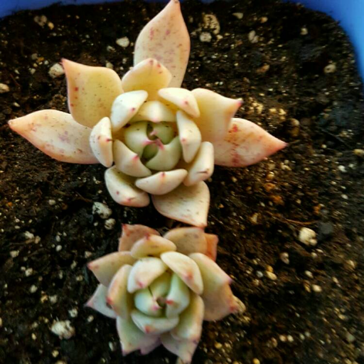 Plant image Echeveria Larega