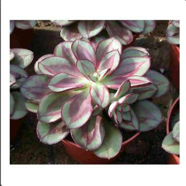 Echeveria Nodulosa