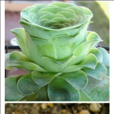 Aeonium Aureum
