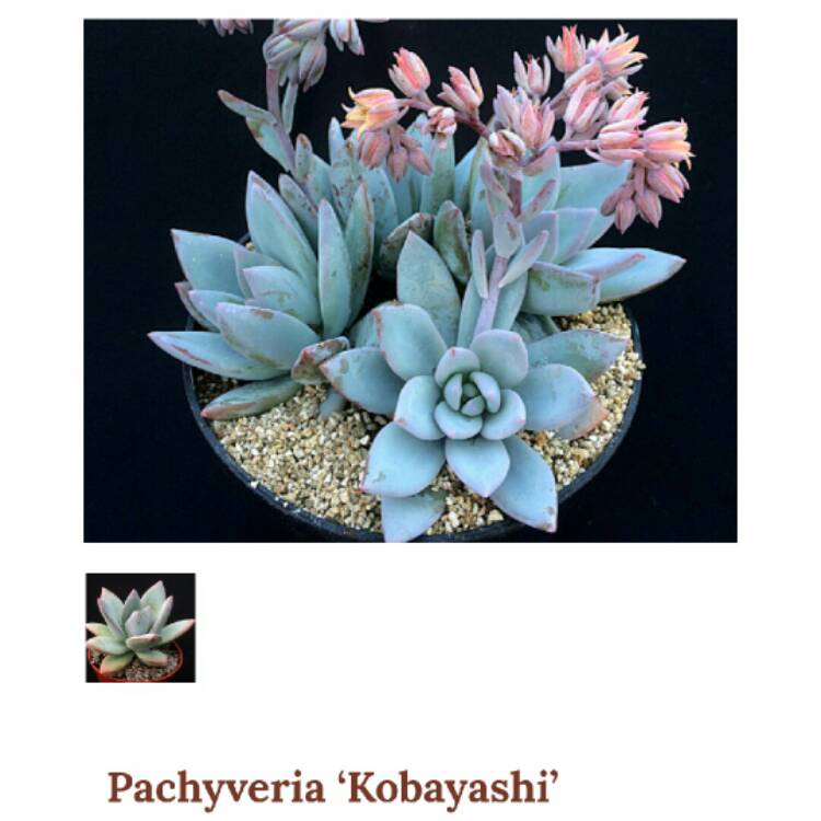 Plant image x Pachyveria Powder Puff
