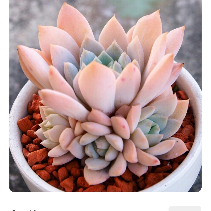 plant image 293085