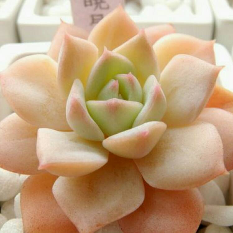 plant image 293088