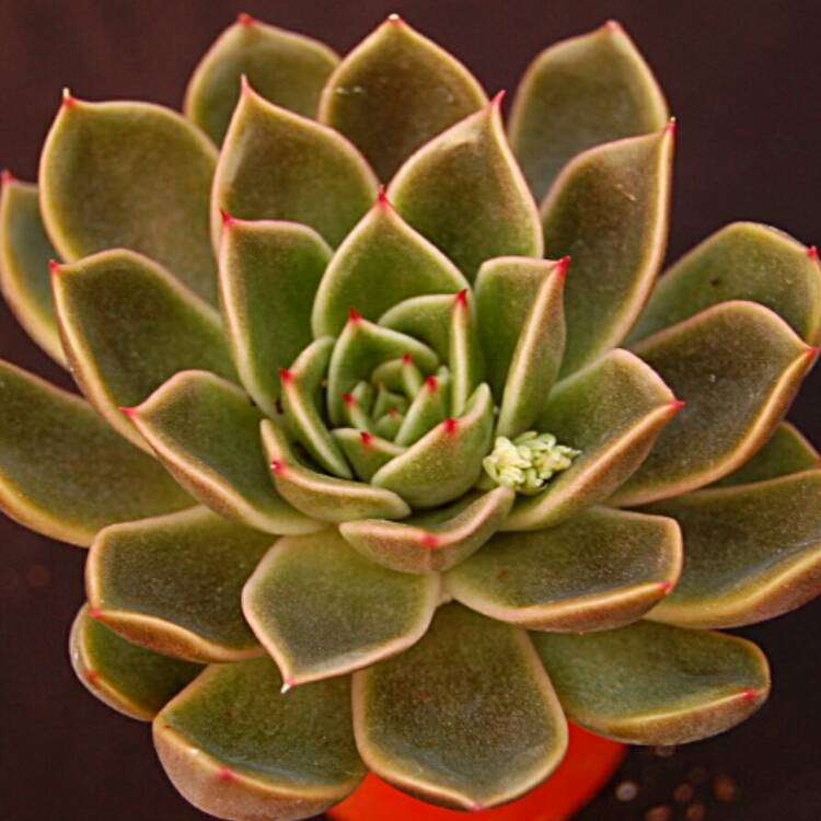 Plant image Echeveria Mira