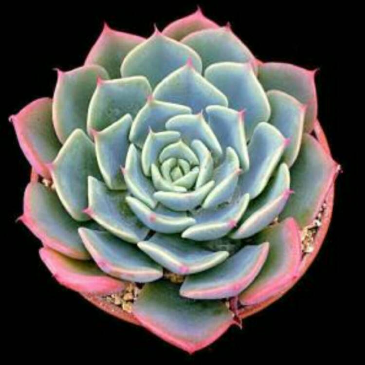 Plant image Echeveria Humilis