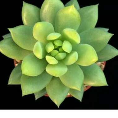 xSedeveria Harry Butterfield